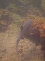 Underwater_120
