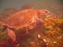 Underwater_130