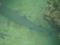 Underwater_190