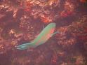 Underwater_250