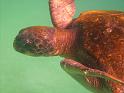 Underwater_430