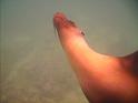 Underwater_590