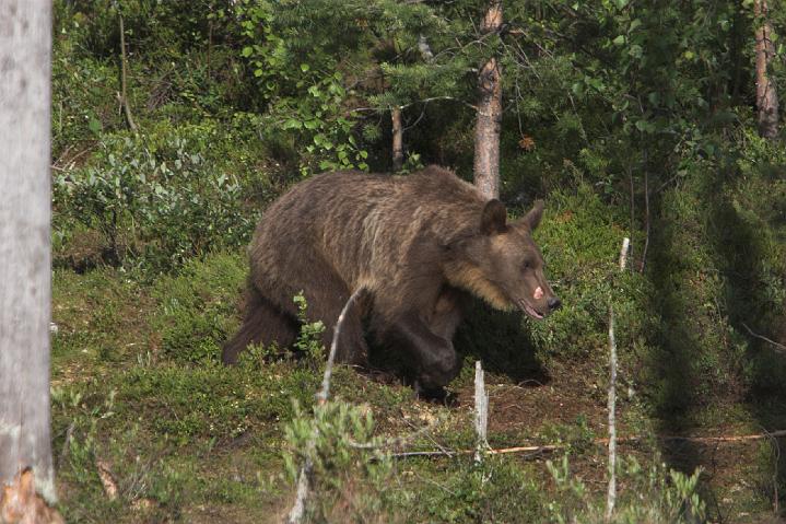 Finland_Bears_459-01.jpg