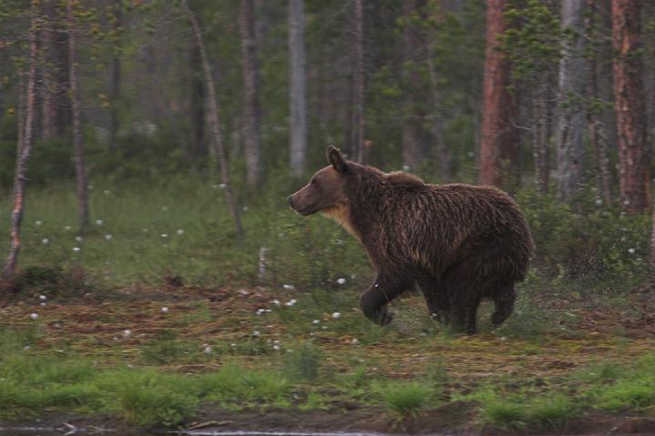 Finland_Bears_674-01.jpg