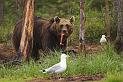 Finland_Bears_032-01