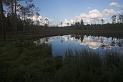 Finland_Bears_293-01
