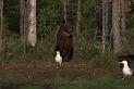Finland_Bears_376-01