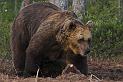 Finland_Bears_507-01