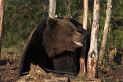 Finland_Bears_574-01