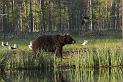Finland_Bears_610-01