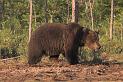Finland_Bears_621-01