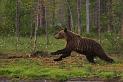 Finland_Bears_675-01