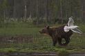 Finland_Bears_677-01