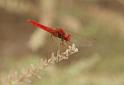 Summer_2008_0344