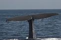 Summer_2008_0433