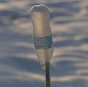 Snow_bottle