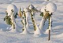 Snow_sprouts