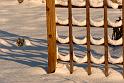 Snow_trellis