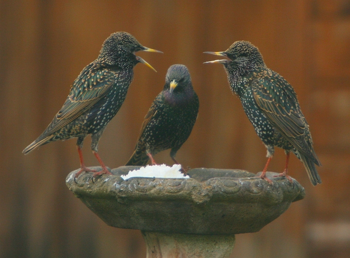 Starlings.jpg