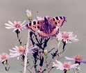 Butterfly_01
