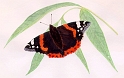 Butterfly_02