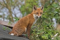 Fox_2