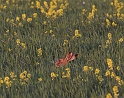 Hare