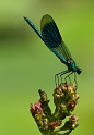 Mayfly