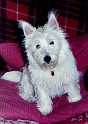 SAMMY2