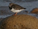Tern