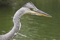 Wisley_4984