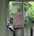 Woodpecker