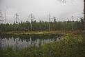 Finland_Bears_233-01