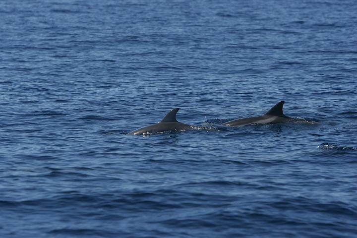 Summer_2008_0363.JPG