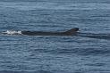 Summer_2008_0521