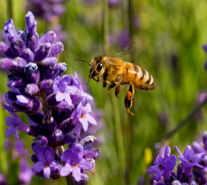 Bee_on_lavender.jpg