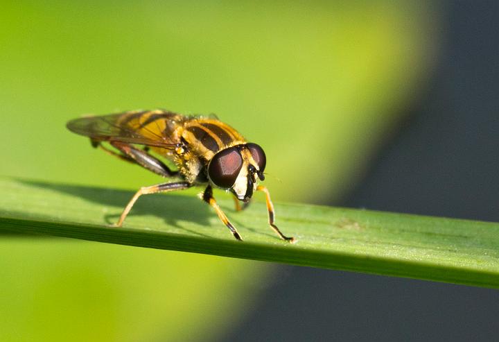 Hoverfly.jpg