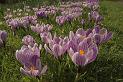 Crocuses