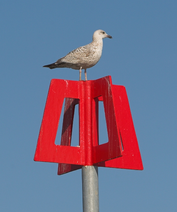 Gull_02.jpg